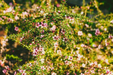 Tea tree plant with pink-red flowers clipart