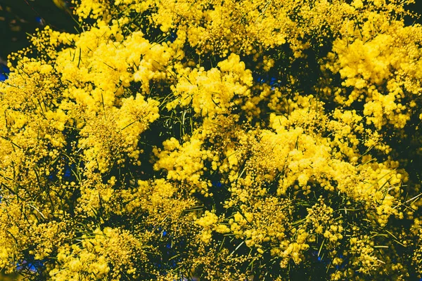Acácia árvore em flor — Fotografia de Stock