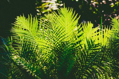 güneş ışığı parlıyor ile palmiye yaprakları