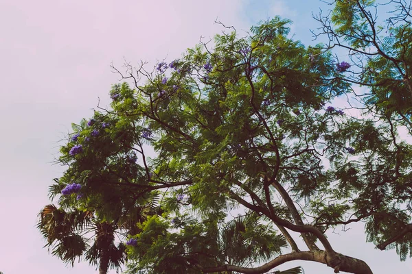 보라색 꽃으로 개화 하는 자 카 란다 나무 — 스톡 사진