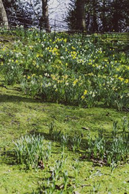 sarı ve beyaz nergis alanıyla