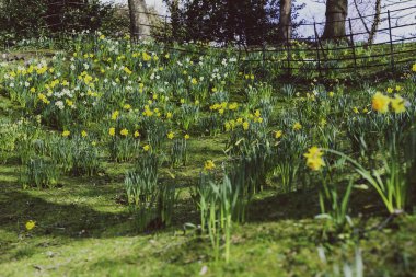 sarı ve beyaz nergis alanıyla