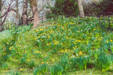 sarı ve beyaz nergis alanıyla