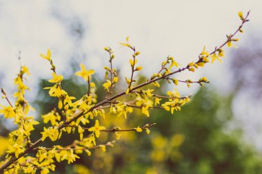 küçük sarı çiçekli ağaç dalları