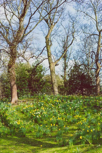 Campo com narcisos amarelos e brancos — Fotografia de Stock