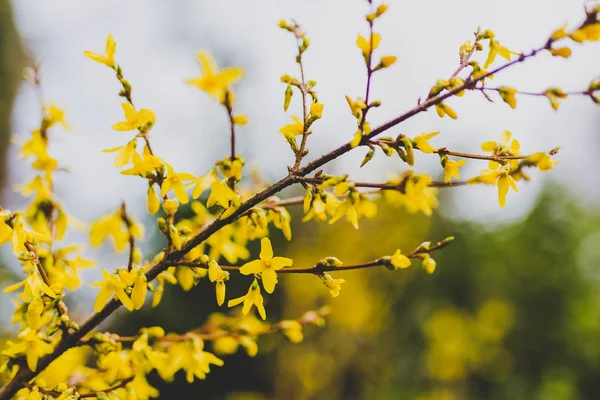 Tree branches with small yellow flowers — Stock Photo, Image