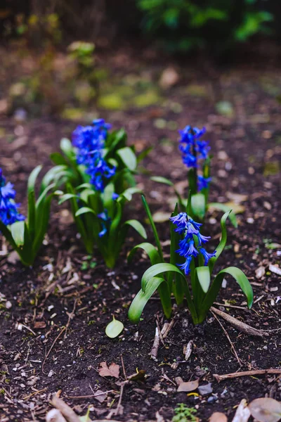 Фиолетовый синий испанский колокол цветы в земле — стоковое фото