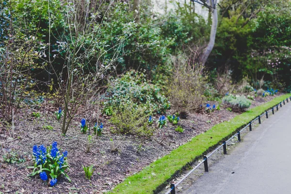 Paarse blauwe Spaanse bell bloemen in de grond — Stockfoto