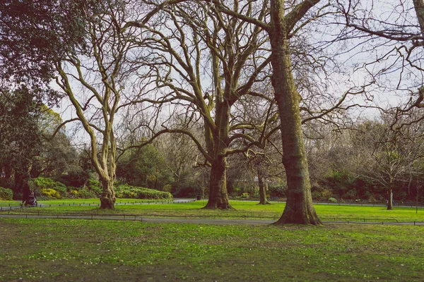 Árboles desnudos en St Stephen 's Green park en Dublín — Foto de Stock