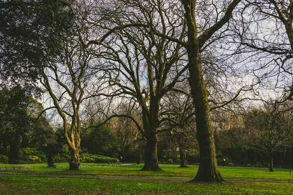 Kala träden i parken St Stephen's Green park i Dublin — Stockfoto
