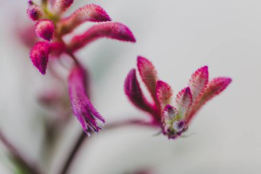 Bir kanguru pençe (Anigozanthos) bitki kırmızı-pembe fl ile yakın çekim
