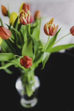 kapalı ortamda masada renkli bahar Lale vazo