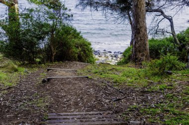 ayrıntı görünümü Tasmanian Beach kayalar ve bush ağaçlar