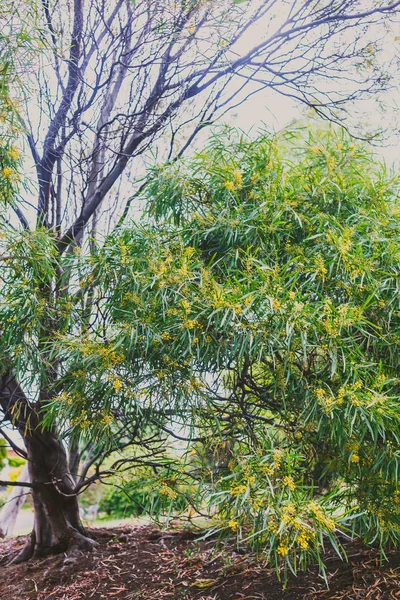 塔斯马尼亚草地上的 wattle 树的细节 — 图库照片