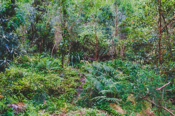 Detail z divoké keře v Tasmánie s exotickou vegetací — Stock fotografie