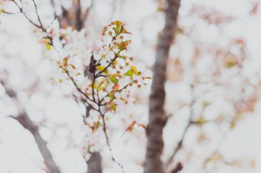 overcas bir ağaç üzerinde yumuşak tonları pembe ve beyaz bahar çiçekleri