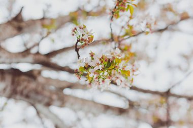 overcas bir ağaç üzerinde yumuşak tonları pembe ve beyaz bahar çiçekleri