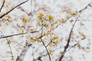overcas bir ağaç üzerinde yumuşak tonları pembe ve beyaz bahar çiçekleri