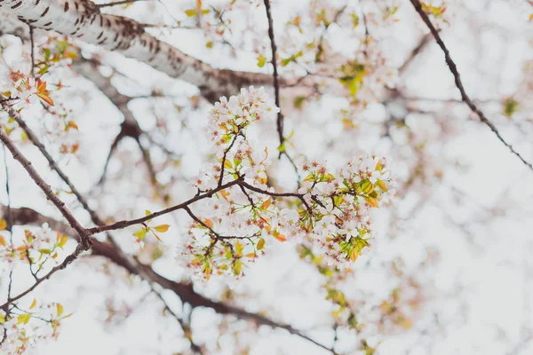 Overcas와 함께 나무에 부드러운 음색 분홍색과 흰색 봄 꽃 — 스톡 사진