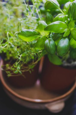 makro çekim fesleğen ve kekik bitkilerin fi sığ derinlikte