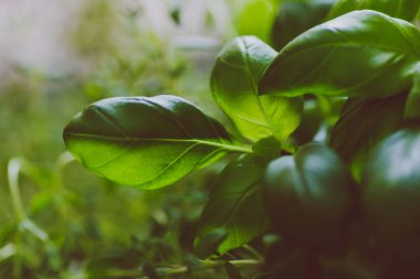 makro çekim fesleğen ve kekik bitkilerin fi sığ derinlikte