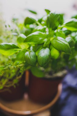 makro çekim fesleğen ve kekik bitkilerin fi sığ derinlikte