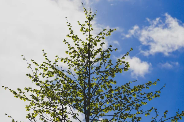 Дерево с полуголубым небом, полупрозрачный фон позади него — стоковое фото