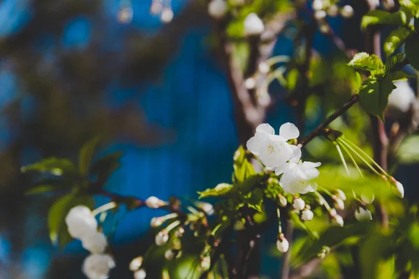 White blossoms on tree in spring with deep blue modern building — 스톡 사진