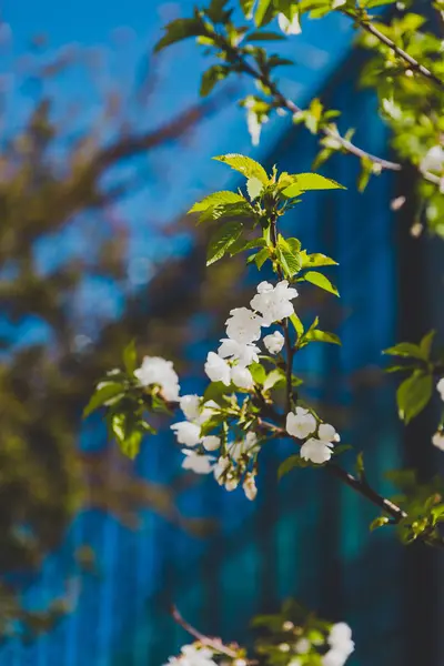 White blossoms on tree in spring with deep blue modern building — 스톡 사진