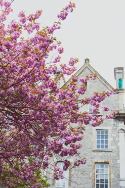 ünlü Trinity college Dublin CI içinde avlu görünümü