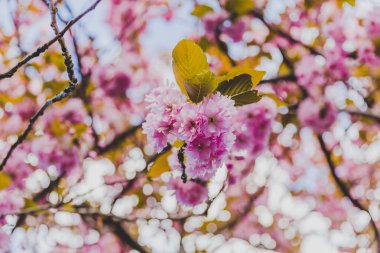 Bahar ağaçların dalları Pembe çiçek çiçek açan tam ile