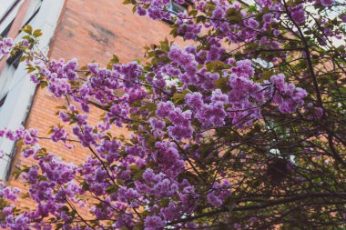 Bahar ağaçların dalları Pembe çiçek çiçek açan tam ile