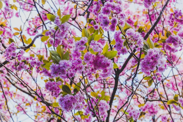 Wiosenne drzewa z pełna różowe kwiaty kwitnące gałęzie — Zdjęcie stockowe