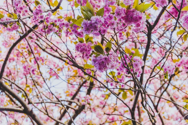 Alberi primaverili con rami pieni di fiori rosa in fiore — Foto Stock