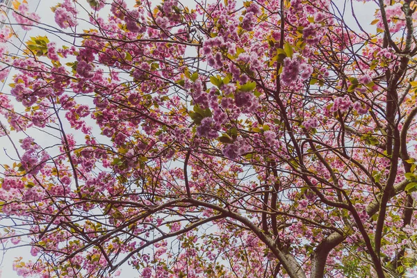 Tavaszi fák, virágzó rózsaszín virágokkal teli ágak — Stock Fotó