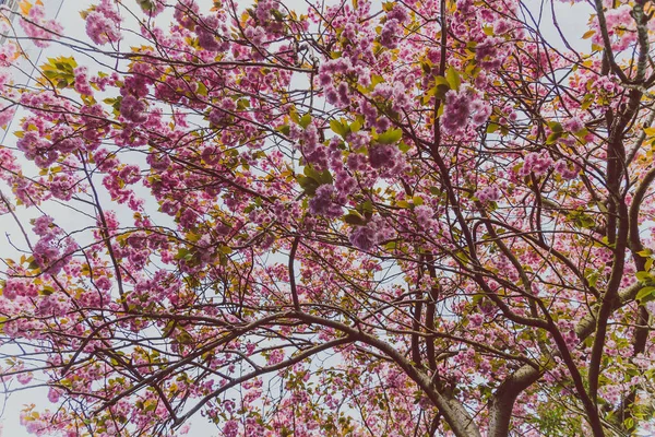 Árboles de primavera con ramas llenas de flores rosadas floreciendo —  Fotos de Stock