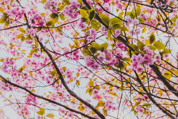 Árboles de primavera con ramas llenas de flores rosadas floreciendo —  Fotos de Stock