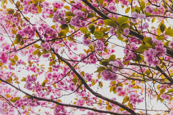 Весняні дерева з гілками, повними рожевих квітів, що цвітуть — стокове фото