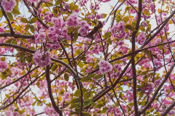 Spring trees with branches full of pink flowers blooming — Stock Photo, Image