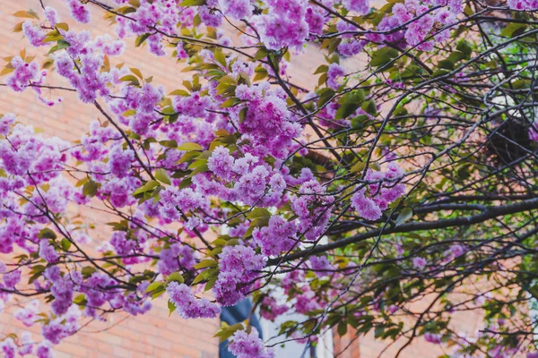 Tavaszi fák, virágzó rózsaszín virágokkal teli ágak — Stock Fotó