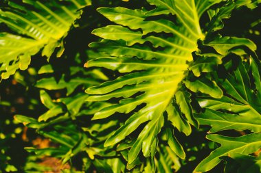 egzotik subtropikal palmiye ağaçları detay