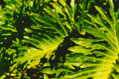 egzotik subtropikal palmiye ağaçları detay