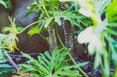 egzotik subtropikal palmiye ağaçları detay