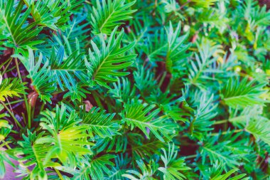 egzotik subtropikal palmiye ağaçları detay