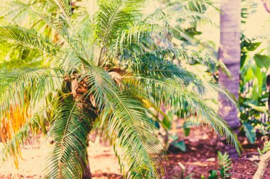 egzotik subtropikal palmiye ağaçları detay