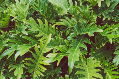 egzotik subtropikal palmiye ağaçları detay