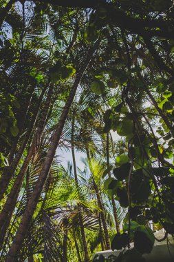 egzotik subtropikal palmiye ağaçları detay