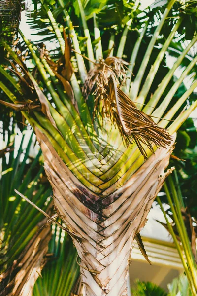 Dettaglio palme subtropicali esotici — Foto Stock