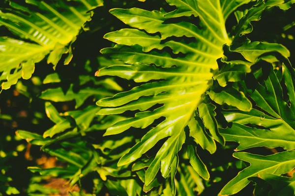 egzotik subtropikal palmiye ağaçları detay