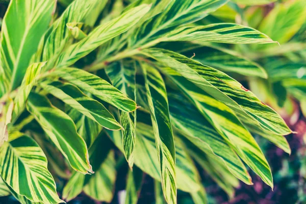 Detalle de palmeras subtropicales exóticas — Foto de Stock